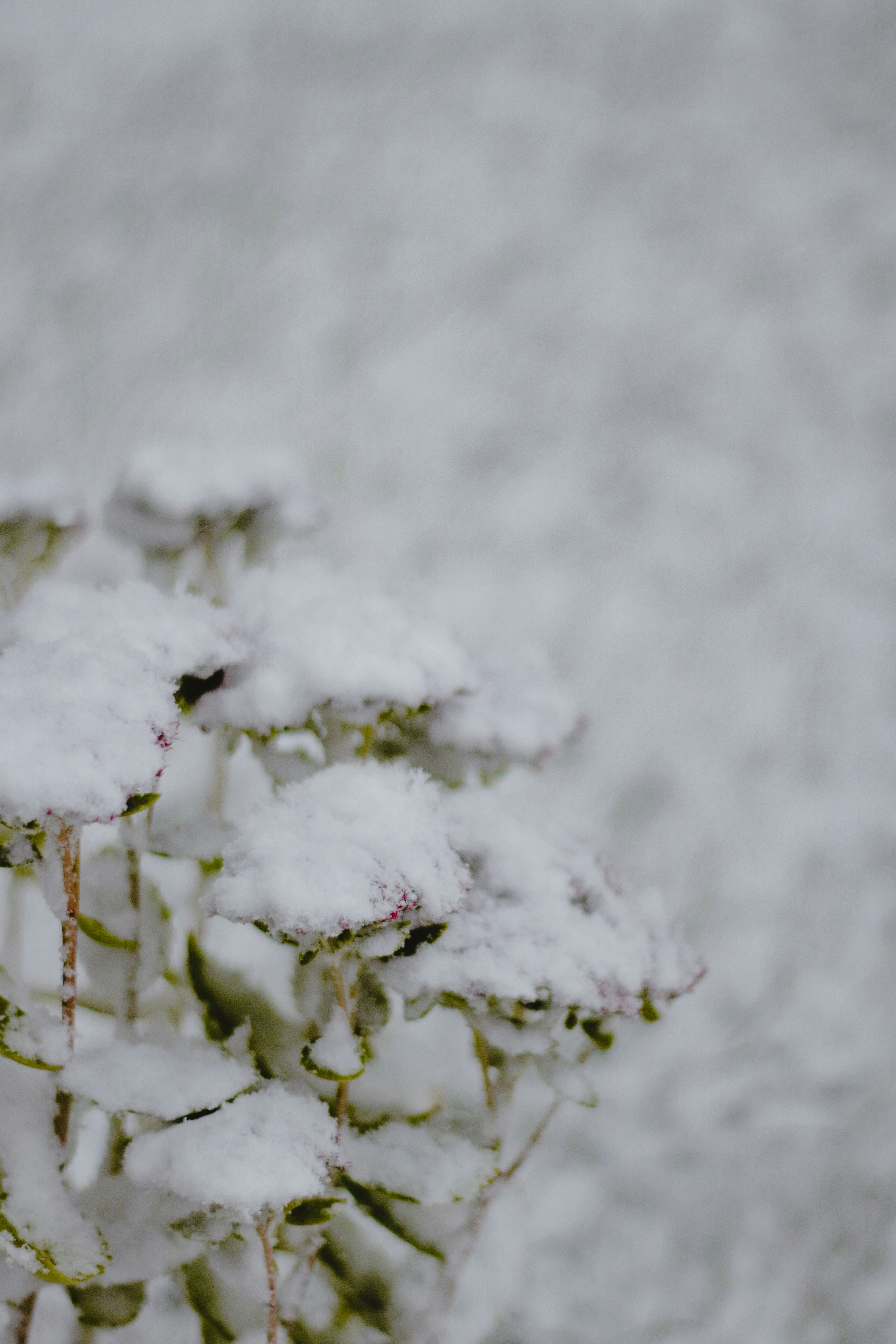 snow covered tree during daytime